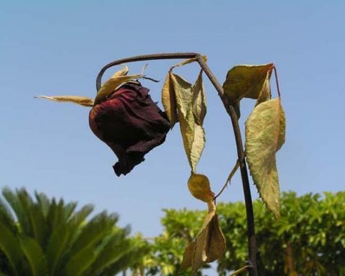 Anong gamot sa varicoso