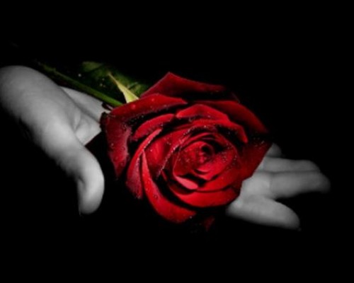 Image result for te regalo una rosa