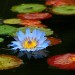 Autor: Nenúfar | CO | Desde Jun/2016 Autor: Nenúfar | CO | Desde Jun/2016