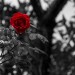Autor: Leonhearts | CL | Desde Feb/2018 Autor: Leonhearts | CL | Desde Feb/2018