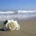 Autor: whiterose | CO | Desde Dic/2013 Autor: whiterose | CO | Desde Dic/2013