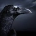 Poeta: Raven | US | Desde Ene/2016 Poeta: Raven | US | Desde Ene/2016